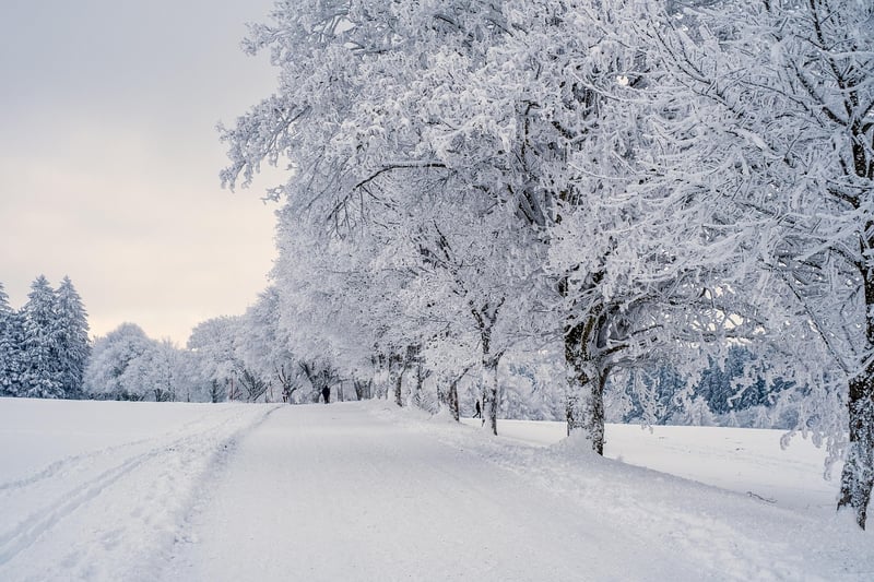 Winter Snow Scene